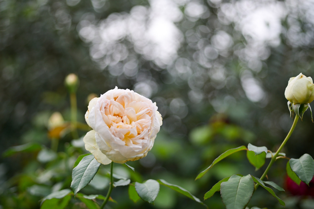 花菜ガーデン【秋パラ：ボレロ】20251027