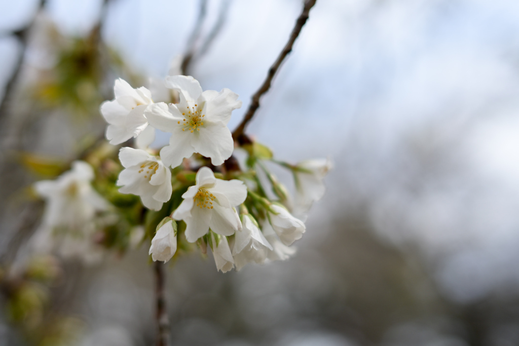 早春の新宿御苑【大島桜】③20240319