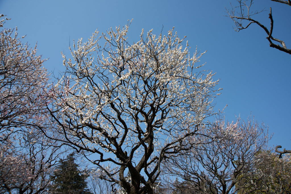 【神代植物公園(月宮殿)】20160228