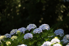 薬師池公園【青系紫陽花】①20170617