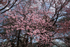 新宿御苑【早咲き桜：陽光】①20220320