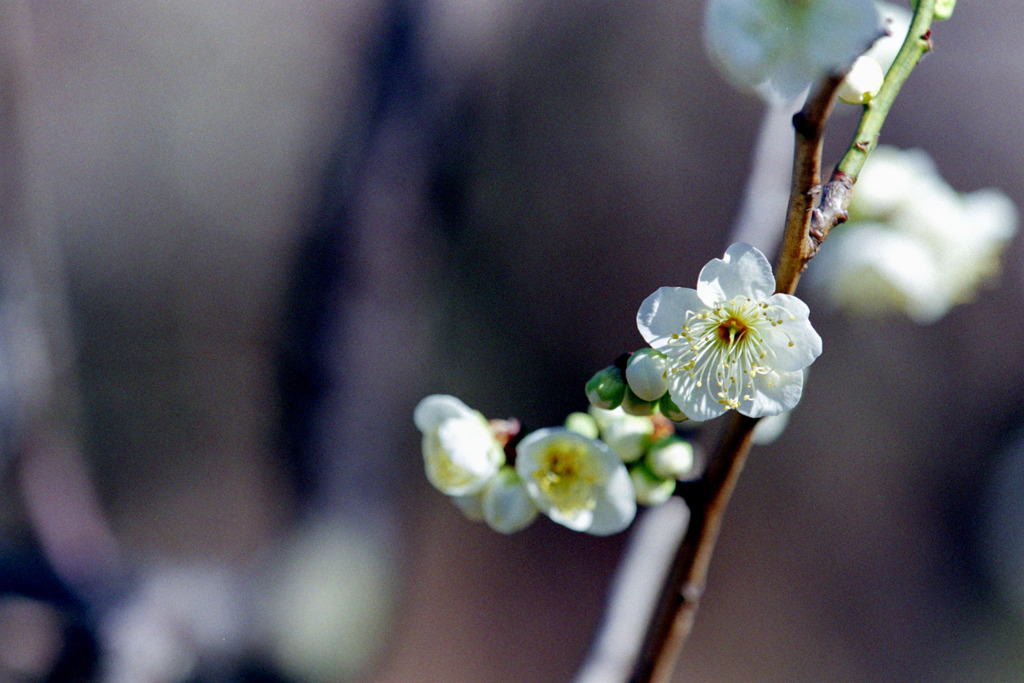 府中市郷土の森【梅の花：月影】③20200211