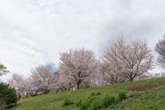 早朝ウォーキング桜巡り【八幡山公園の染井吉野】①20230324