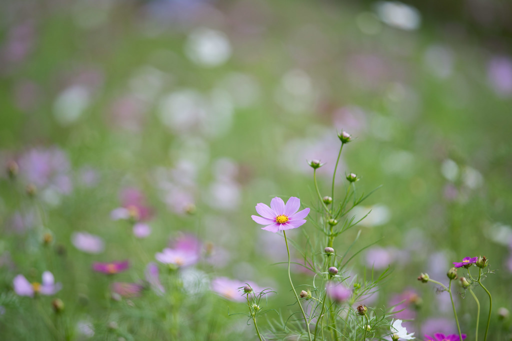 【昭和記念公園(花の丘「緑の背景」】①20151003