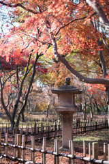 神代植物公園【かえで園： 灯籠付近】①20191214