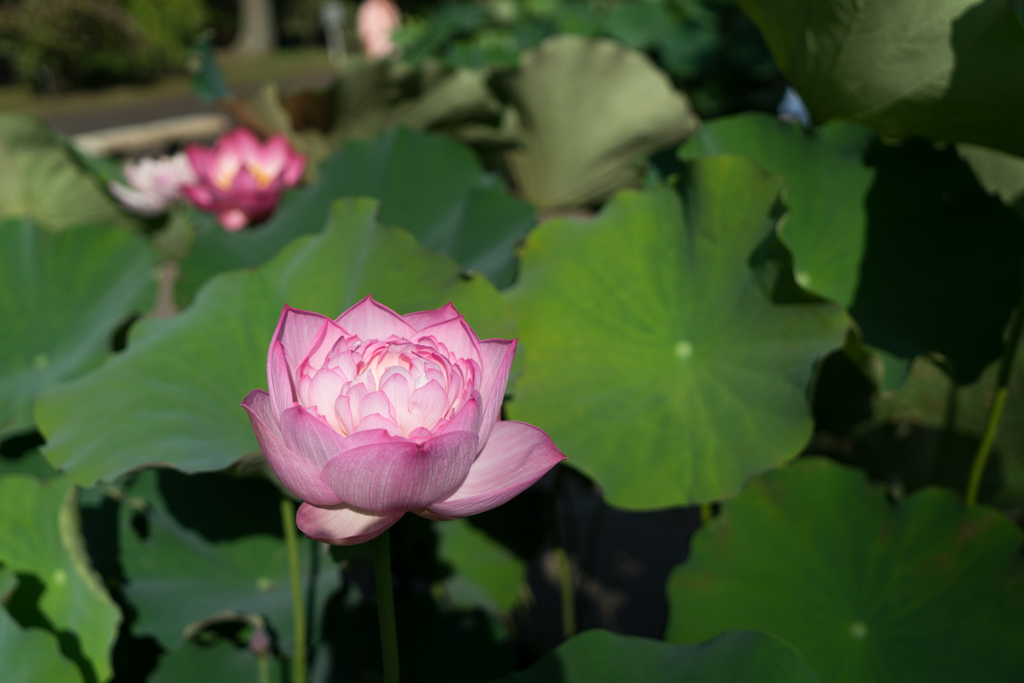 大船フラワーセンター【蓮の花：小酸仙】20230711