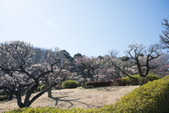 薬師池公園【満開の梅園】③20190309