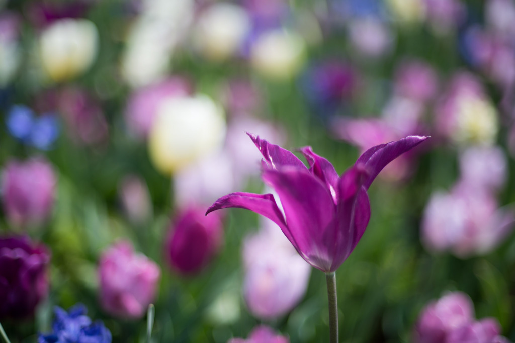 春の花菜ガーデン【チューリップ： 紫角】②20200403