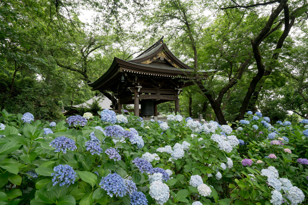 妙楽寺【鐘楼と紫陽花】②20200618