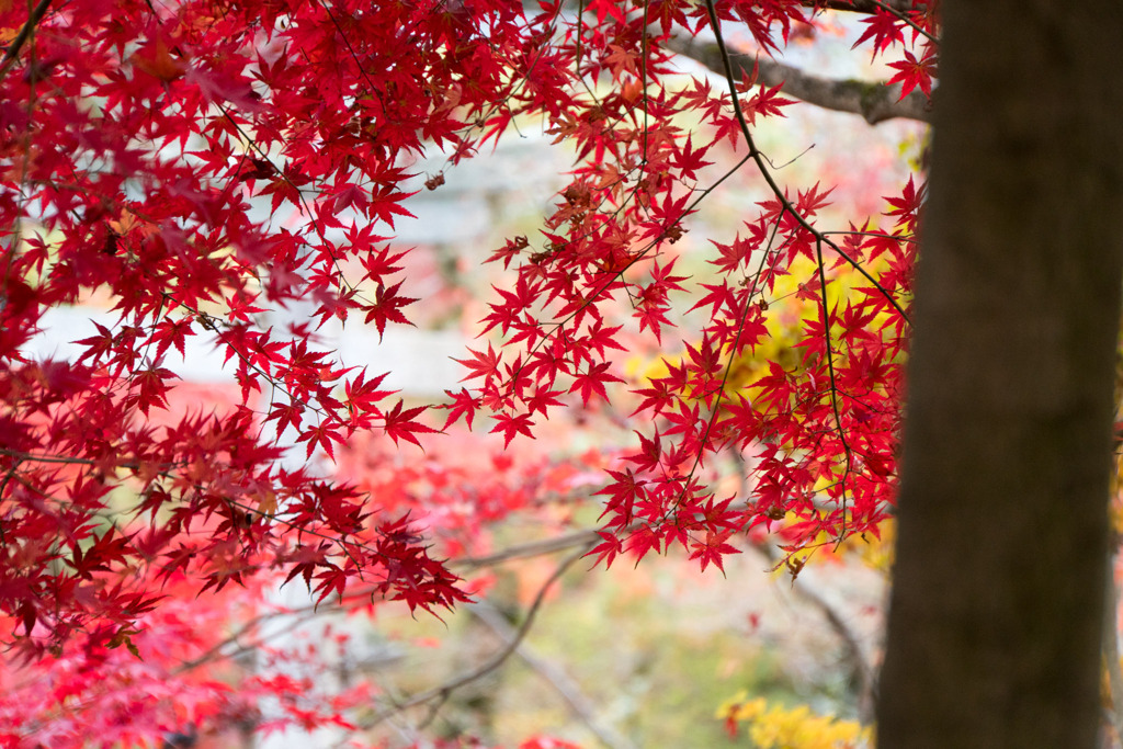 永観堂【紅葉】①20191203