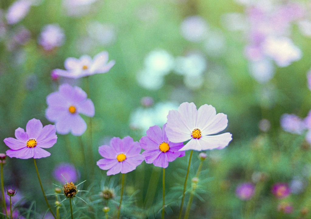 昭和記念公園【花の丘の花畑】⑦20191006