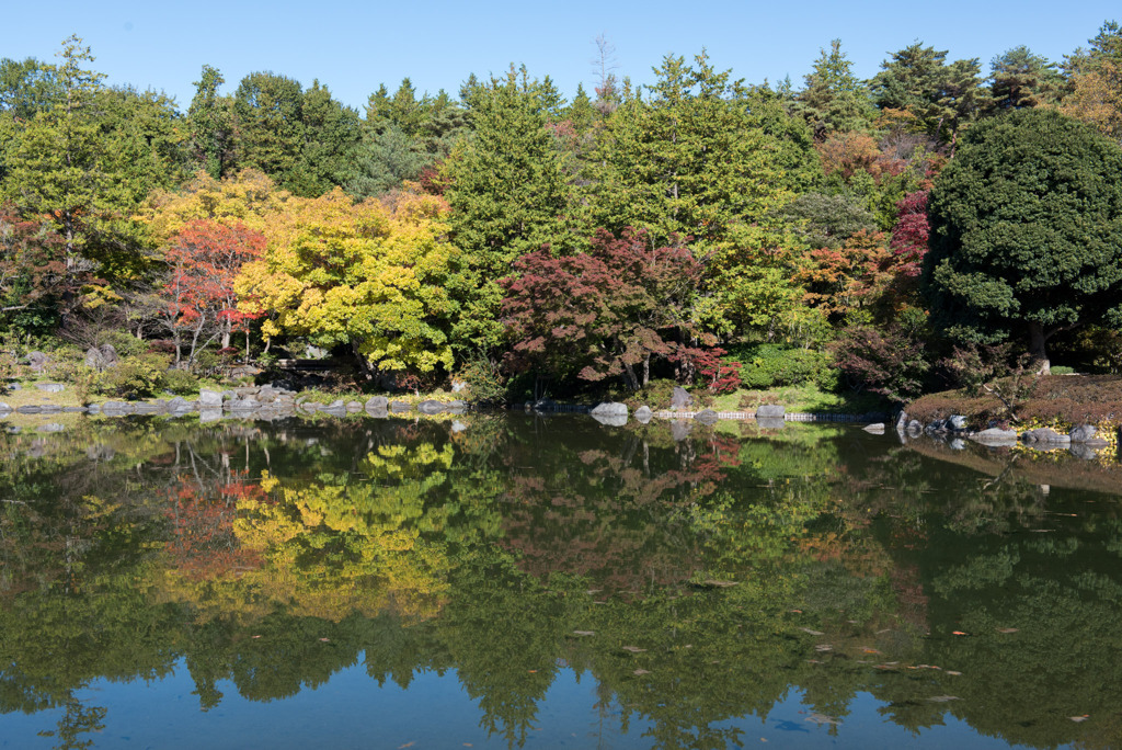 昭和記念公園【日本庭園：紅葉】⑥20191116