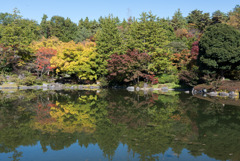 昭和記念公園【日本庭園：紅葉】⑥20191116