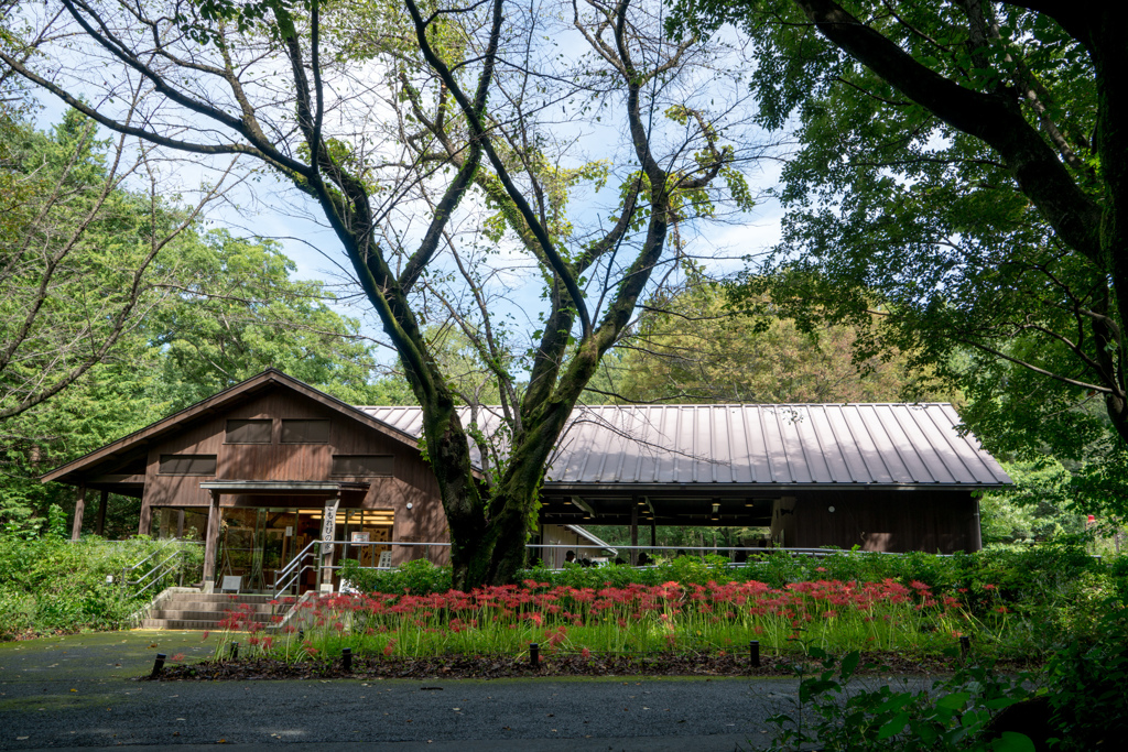 昭和記念公園【こもれびの家付近：彼岸花】①20230924