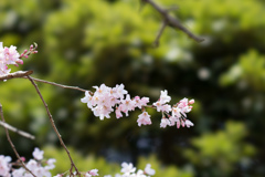 新宿御苑【桜：江戸彼岸】③20170402