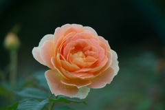 【花菜ガーデン(薔薇：モリニュー)】20161010