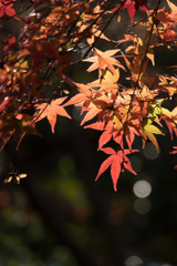 ささぶねの小路【紅葉】⑧20171119