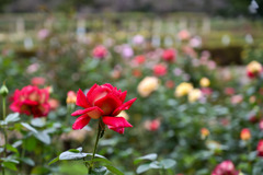神代植物公園【秋バラ：クローネンブルグ】20251021