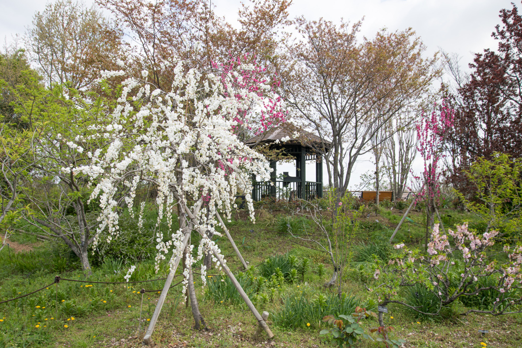 花菜ガーデン【ハナモモ(雲竜枝垂)】①20230403