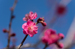 045【小田原フラワーガーデン(緋の司)】②20150214