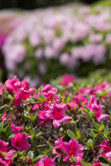 神代植物公園【つづじ園】⑥20190503