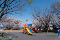 近所のサクラ【みすずが丘公園】①20200402