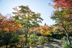 昭和記念公園【日本庭園：清池軒付近の紅葉】②20211106
