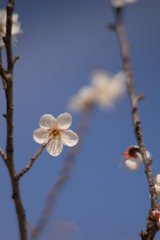 小田原FG【梅：一郎】③20190224