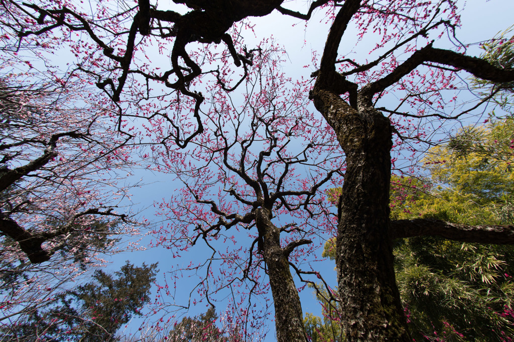 【神代植物公園(紅千鳥)】20160228