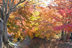 富士五湖の紅葉【河口湖：もみじ回廊】②20251116