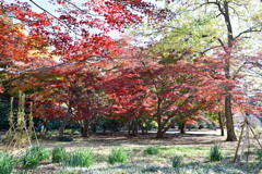 新宿御苑【新宿門付近の紅葉】①20241206