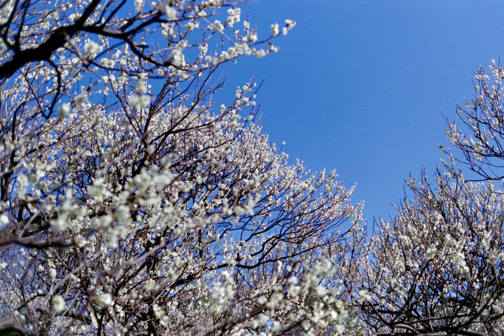 府中市郷土の森【梅の花：白加賀】①20200224