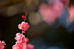 大船フラワーセンター【早咲きの梅：大盃】①20260125