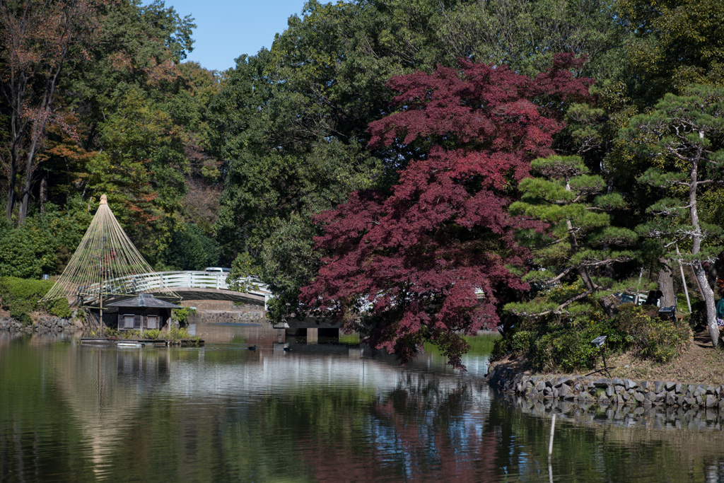 薬師池公園【薬師池と紅葉】④20211113