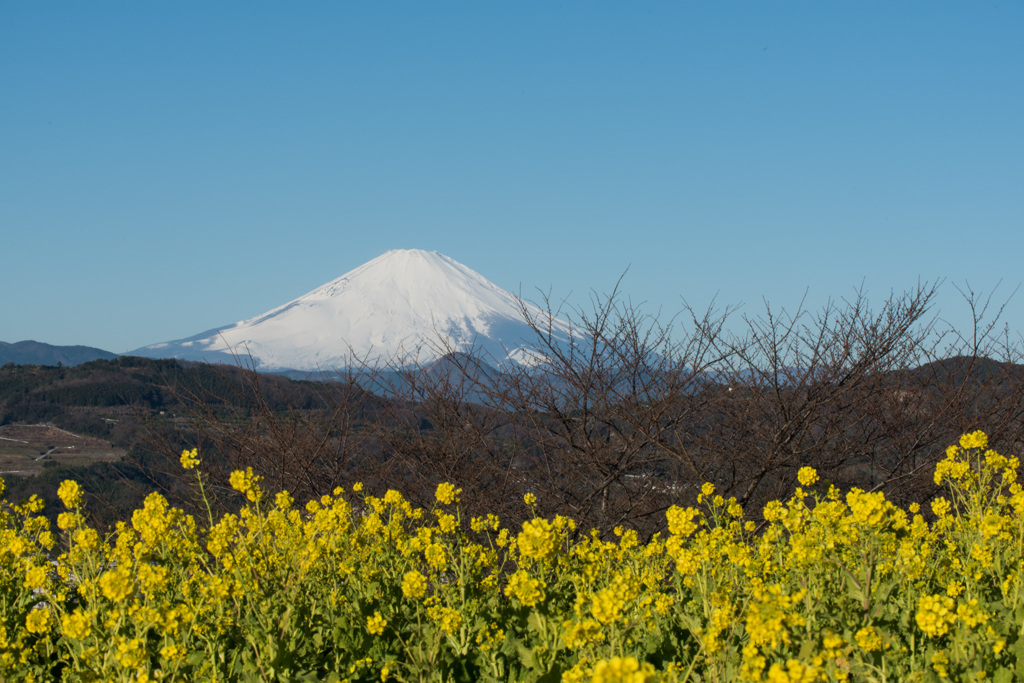 【吾妻山公園の「菜の花」と「富士山」】20150112