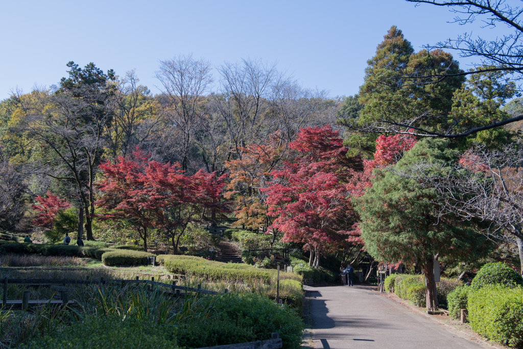 薬師池公園【薬医門へ向かう道の紅葉】①20211113