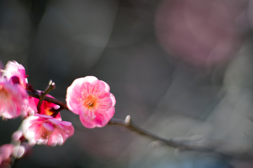 大船フラワーセンター【梅の花：緋の司】20220211