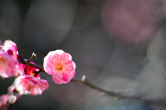 大船フラワーセンター【梅の花：緋の司】20220211