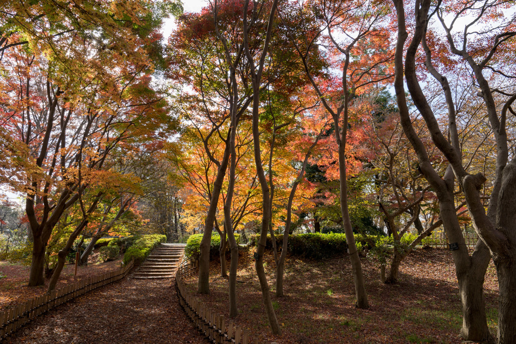 神代植物公園【かえで園の紅葉】②20181208