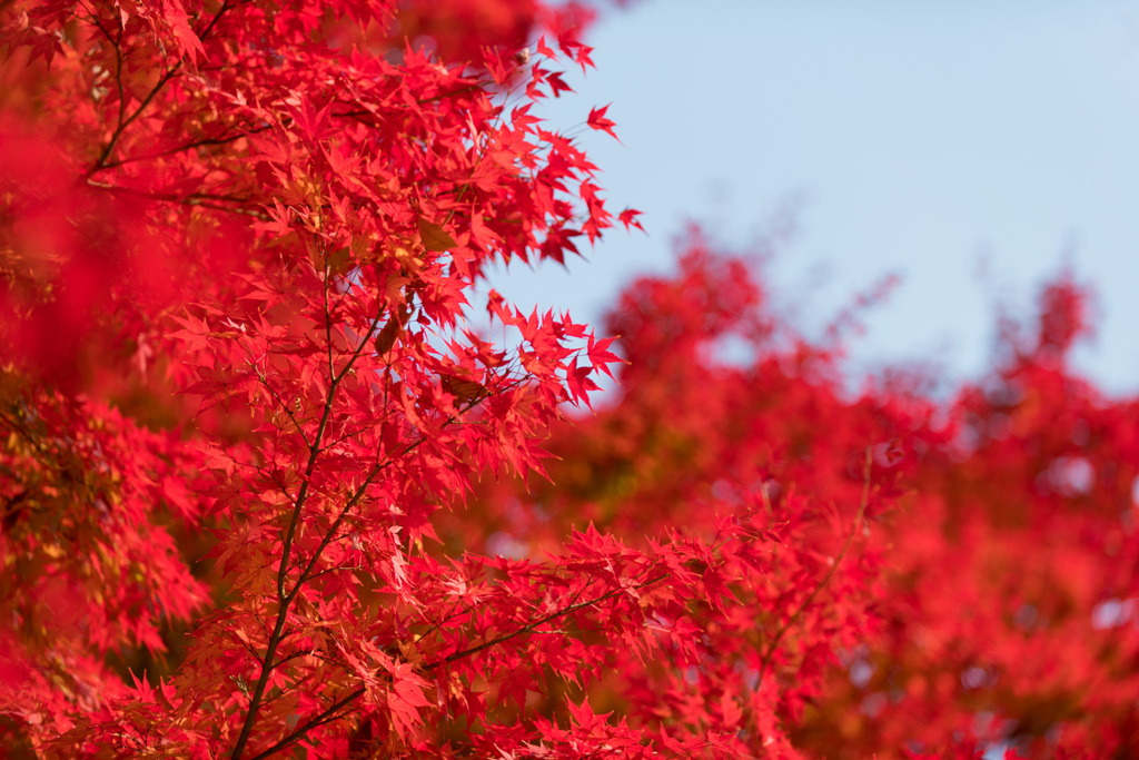 神代植物公園【自由広場の紅葉】⑫20201213