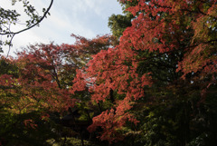 六義園【つつじ茶屋の紅葉】②20181201