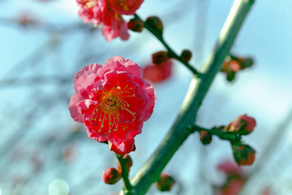 花菜ガーデン【梅の花：八重寒紅】20200202