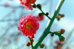 花菜ガーデン【梅の花：八重寒紅】20200202