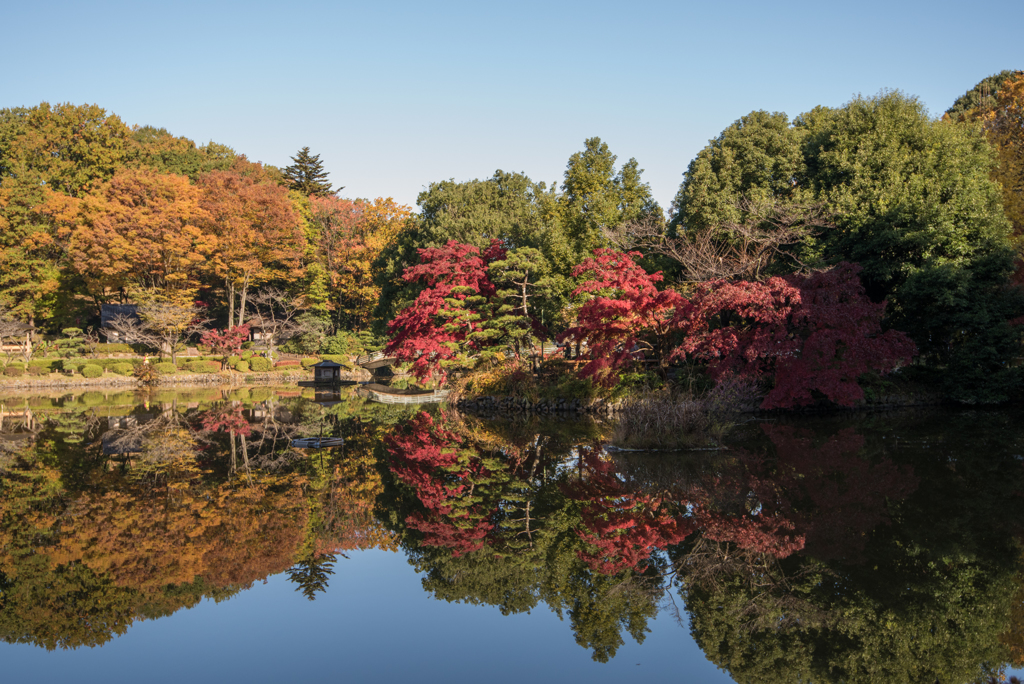 薬師池公園【遠くからの眺望】20161120