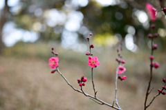 大倉山梅林【梅の花：紅千鳥】20250214