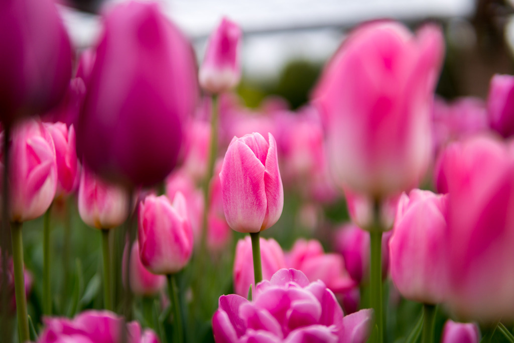 花菜ガーデン【チャペックの庭のチューリップ】⑧20191221