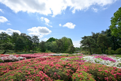 神代植物公園【つつじ園：近景】20240425