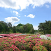 神代植物公園【つつじ園：近景】20240425