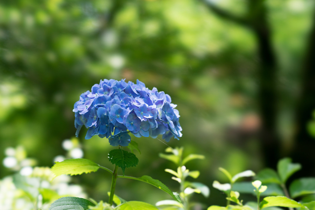 浄慶寺【青紫陽花】③20170617