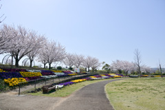 花菜ガーデン【枝百景の丘】①20250409